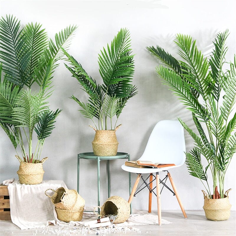 Tropical Rainforest Indoor Plants