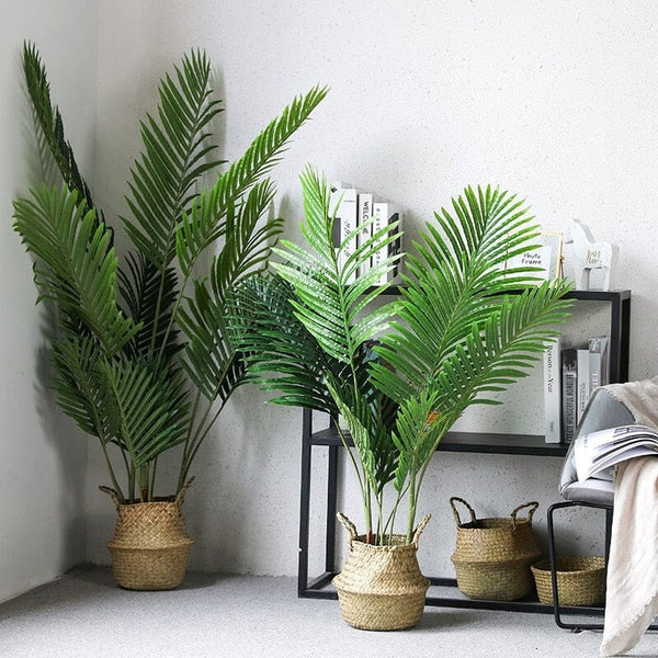 Tropical Rainforest Indoor Plants
